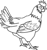 Chicken
