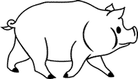 pig